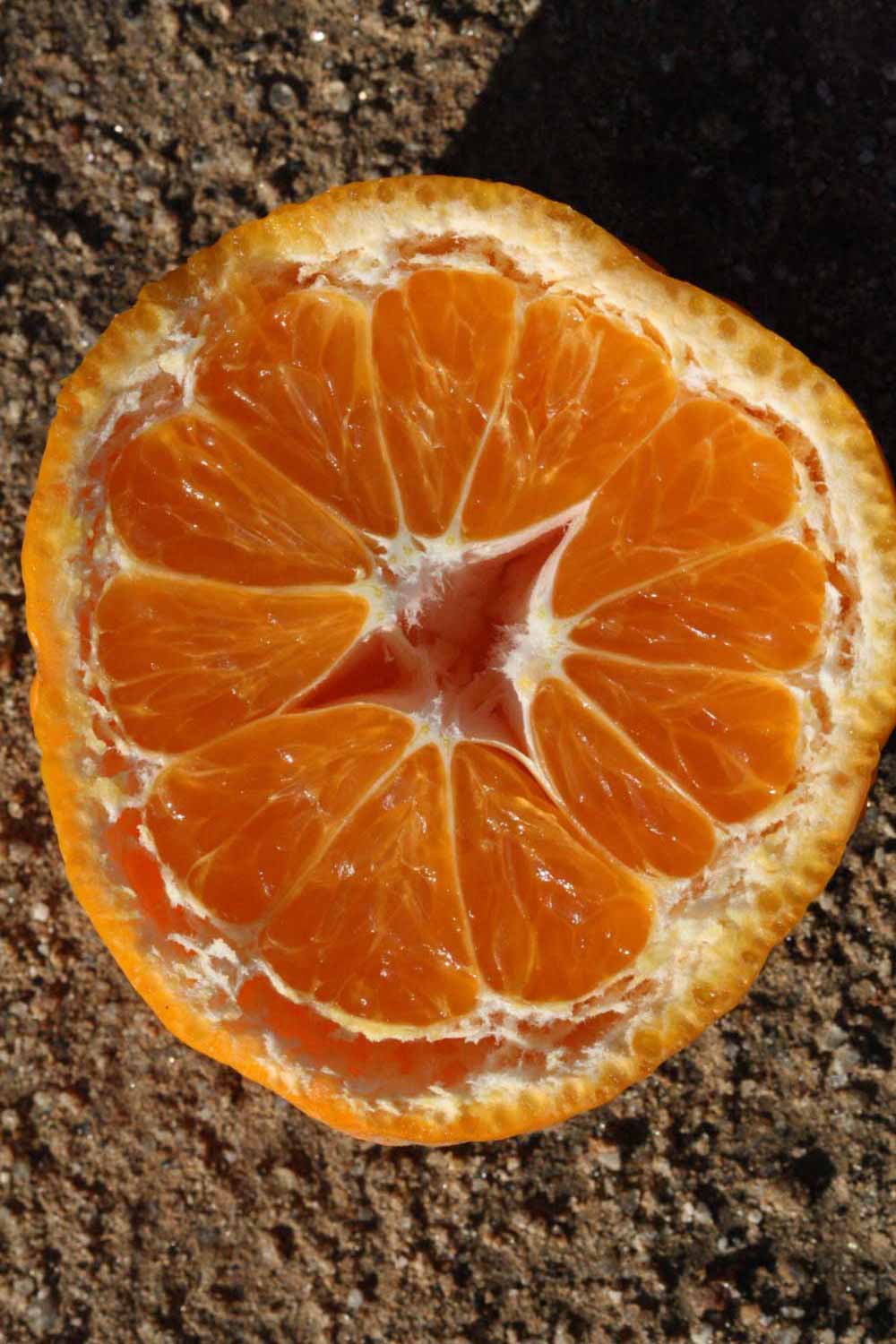              Fruit cross-section (Riverside, CA)       